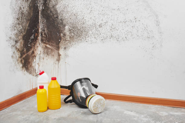 Best Office Mold Removal Services  in Chalco, NE