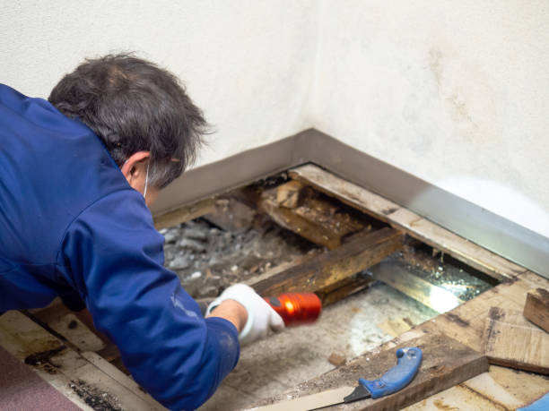 Best Attic Mold Removal  in Chalco, NE