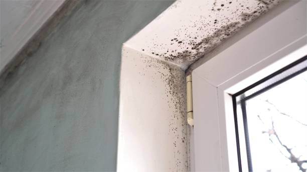Best Local Mold Removal Service  in Chalco, NE