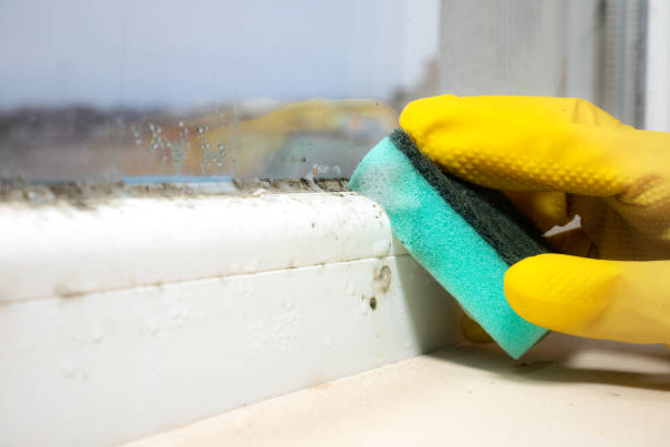 Certified Mold Removal in Chalco, NE
