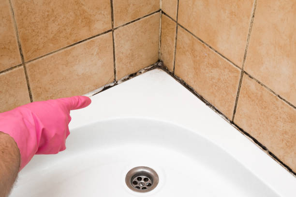 Best Best Mold Removal Companies  in Chalco, NE